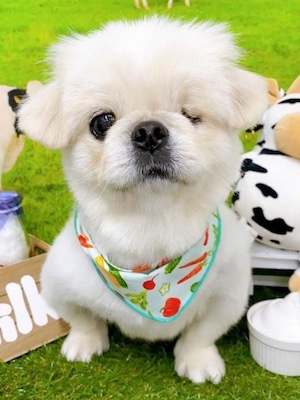 Dog Shelter | 〔2204H04〕ペキニーズ オス推定3-5歳 体重4.2kg